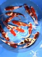 Hirasawa Marusei 24-28cm (Japanse Koi), Ophalen of Verzenden