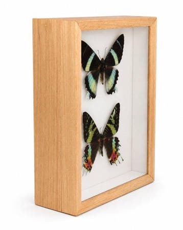 Papillon Support mural pour taxidermie - Alcides orontes en