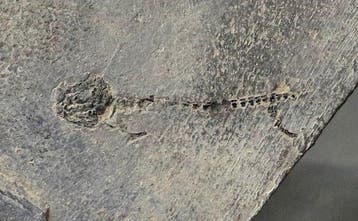 Fijn amfibie - Op steen - Gefossiliseerd dier -