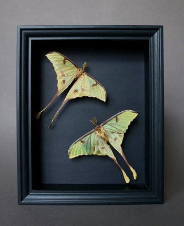 Mot Taxidermie volledige montage - Argema mimosae - 25 cm -