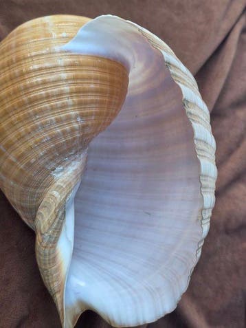 schelp Zeeschelp - Tonna galea (Zonder minimumprijs)