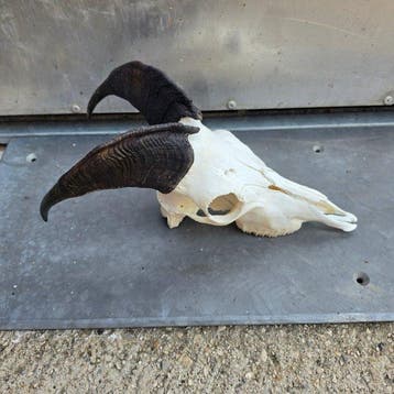 Chèvre sauvage Support mural pour taxidermie - Himalayan