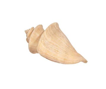 RARITEIT: Thatcheria mirabilis (Miraculous Pagoda Shell) •, Nieuw