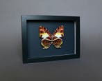 Papillon Support de corps entier pour taxidermie - Agatasa