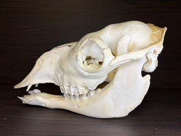 dromedaris Schedel van een zoogdier - (Camelus dromedarius -, Nieuw