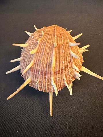 Tweekleppige Schelpdier - S-365 SPONDYLUS REGIUS (Zonder, Nieuw