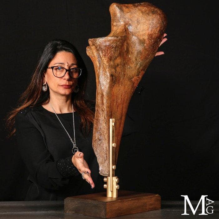 Fossiel wollige mammoet - Mammuthus primigenius - Een, Collections, Minéraux & Fossiles