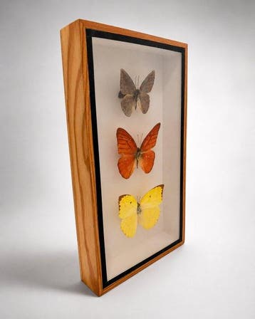 Vlinder Taxidermie wandmontage - Catopsilia pyranthe - 23 cm