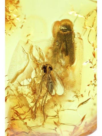 Amber - Barnsteen - Beatle + Fly - Bigger inclusion is over, Verzamelen