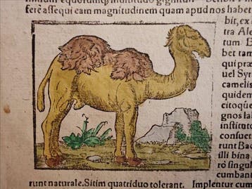 Sebastian Münster (1489–1552) - Cosmographia Universalis -