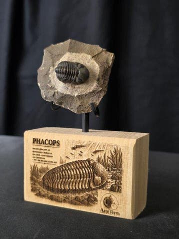 Trilobiet - Gefossiliseerd dier - Phacops (Zonder