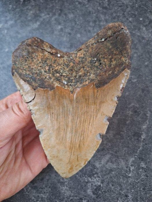 Megalodon - Fossiele tand - Otodus (Carcharocles) megalodon, Verzamelen, Mineralen en Fossielen