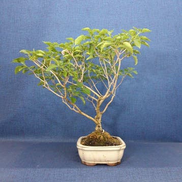 Lantana-Bonsai - Hoogte (boom): 33 cm - Diepte (boom): 43 cm