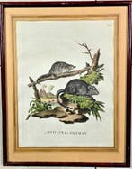 Bloksnijwerk, Coppia di antiche Stampe Zoologiche - Roditori