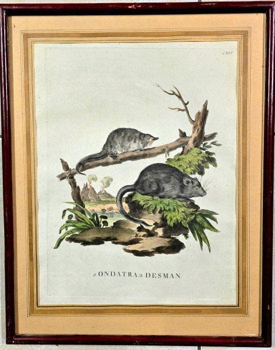 Bloksnijwerk, Coppia di antiche Stampe Zoologiche - Roditori, Antiquités & Art, Antiquités | Livres & Manuscrits