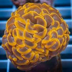 Euphyllia Paraancora Ultra Neon Oranje (2 koppen)
