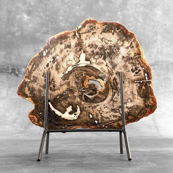 C-Stunning Grote rode schijf van versteend hout op een op