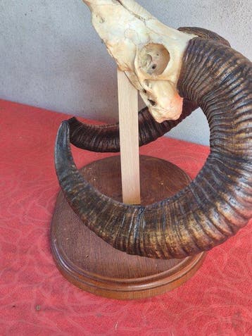 Mouflon Taxidermie wandmontage - Ovis aries musimon -