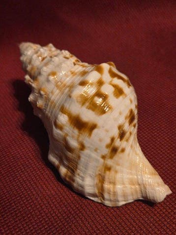 Escargot de mer Coquillage marin - M-256 CHARONIA LAMPAS, Verzamelen, Nieuw
