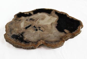 Versteend hout - Gefossiliseerd hout - Dipterocarpus - 39 cm, Verzamelen, Mineralen en Fossielen