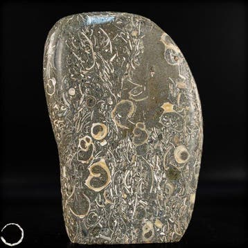 forme libre naturelle en agate de Turritella / pierre