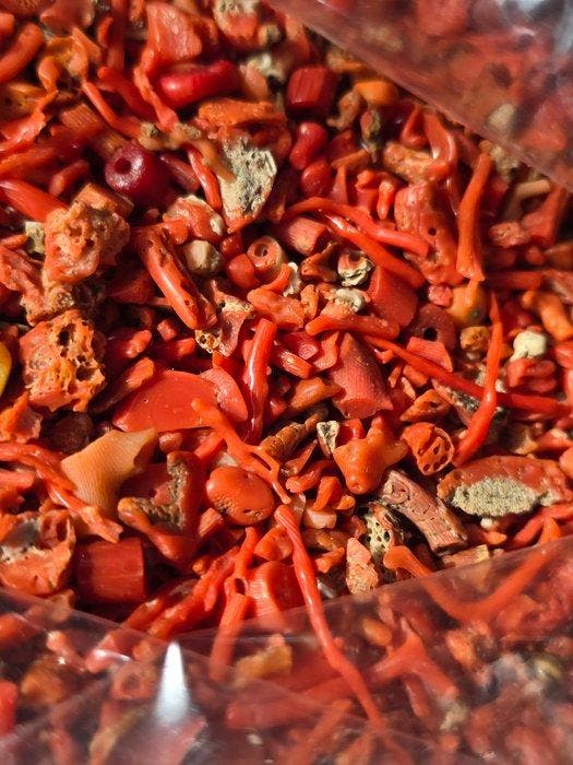 Bloedkoraal Koraal -  Corallium rubrum, Antiek en Kunst, Curiosa en Brocante