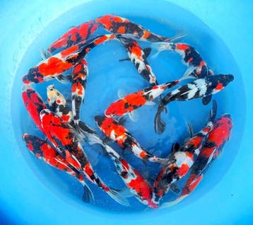 Hirasawa Marusei 27-34cm (Japanse Koi), Ophalen of Verzenden