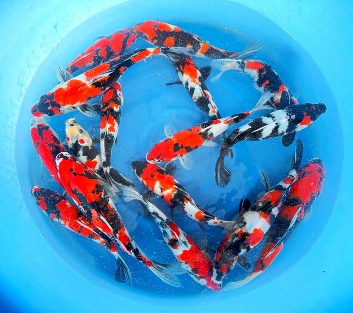 Hirasawa Marusei 27-34cm (Japanse Koi), Jardin & Terrasse, Étangs, Enlèvement ou Envoi
