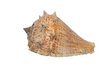 Melongena corona 130mm GEM | Reuzenkronenslak Schelp
