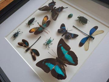 Papillon Support mural pour taxidermie - Collectie van