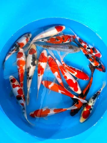 Hirasawa Marusei 22-27cm (Japanse Koi), Ophalen of Verzenden