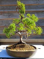 Juniperus chinensis kishu bonsai - Hoogte (boom): 28 cm -