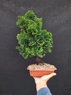 Bonsaï Cyprès du Japon (Chamaecyparis obtusa) - Hauteur