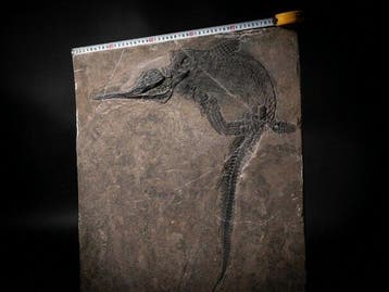 Fossiel - Fossiele matrix - Mixosaurus - 68.5 cm - 54.5 cm