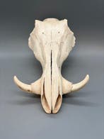 Wrattenzwijn Schedel - Phacochoerus africanus - 19 cm - 17, Verzamelen, Dierenverzamelingen, Nieuw
