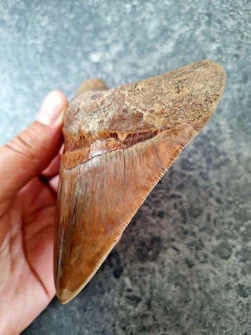 Megalodon - Fossiele tand - Otodus (Carcharocles) megalodon