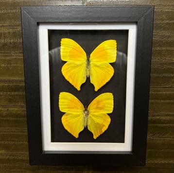 Vlinders in Lijst Taxidermie Opgezette Dieren By Max, Verzamelen, Ophalen of Verzenden, Nieuw, Insect, Opgezet dier