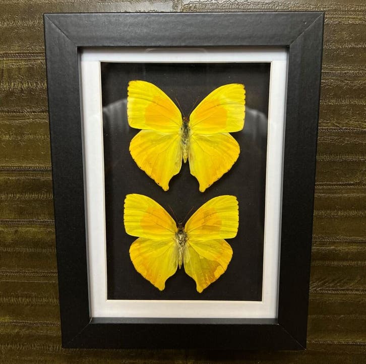 Vlinders in Lijst Taxidermie Opgezette Dieren By Max, Verzamelen, Dierenverzamelingen, Opgezet dier, Nieuw, Insect, Ophalen of Verzenden