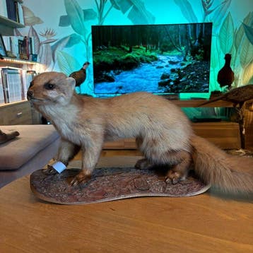fret Taxidermie volledige montage - Martes foina - 27 cm -, Nieuw