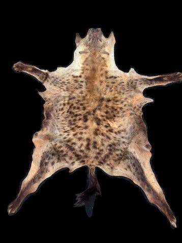 Hyena Taxidermie volledige montage - Crocuta crocuta - 195