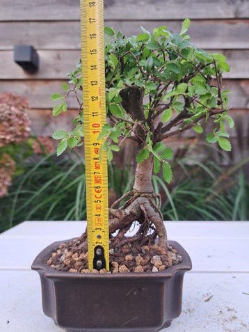 Bonsaï Orme de Chine (Ulmus parviflora) - Hauteur (arbre) :