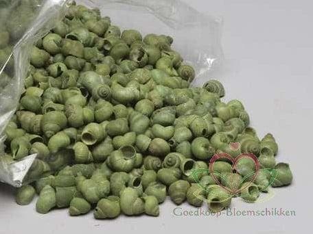 Umachi Schelpen Groen Washed 1 kilo, Hobby & Loisirs créatifs, Bricolage