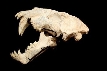 Crâne fossile - Homotherium ( saber-toothed tiger) - 33 cm -, Verzamelen
