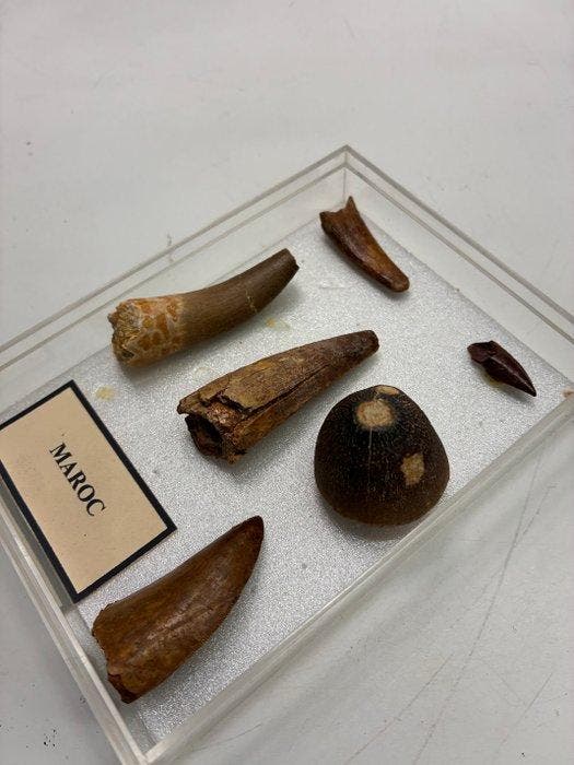 Fossiele tand (Zonder minimumprijs), Verzamelen, Mineralen en Fossielen