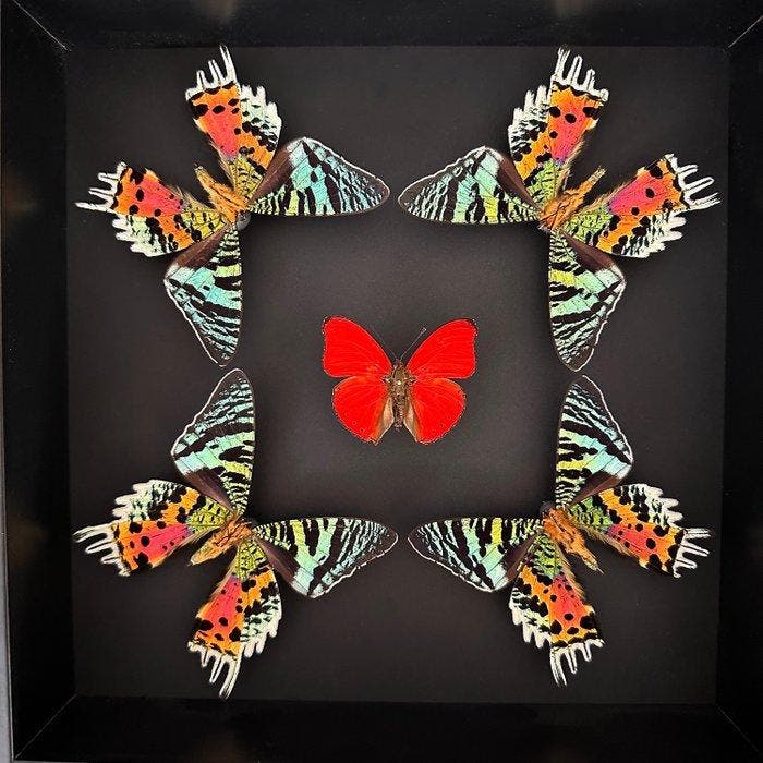 Vlinder Taxidermie volledige montage - Cymothoe Sangaris -, Antiek en Kunst, Curiosa en Brocante