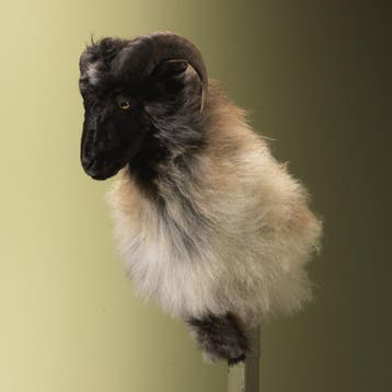 Schaap Taxidermie Opgezette Dieren By Max, Verzamelen, Ophalen of Verzenden, Nieuw, Wild dier, Opgezet dier