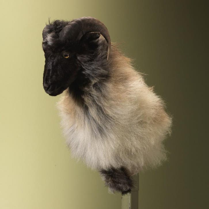 Schaap Taxidermie Opgezette Dieren By Max, Verzamelen, Dierenverzamelingen, Opgezet dier, Nieuw, Wild dier, Ophalen of Verzenden