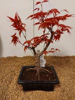 Japanese maple bonsai (Acer palmatum) - Hoogte (boom): 28 cm