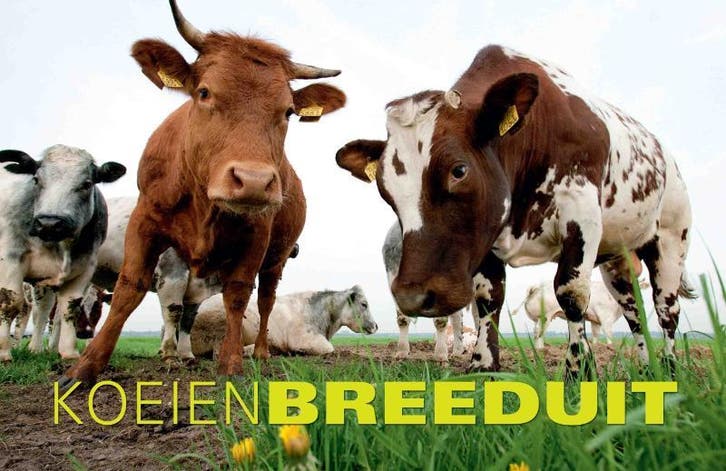Koeien Breeduit / Breeduit 9789045311685 Peter Beemsterboer, Boeken, Stripverhalen, Zo goed als nieuw, Verzenden