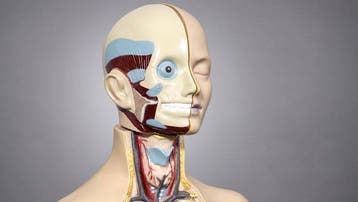 Anatomisch model - Hars - 1980-1990 - didactische